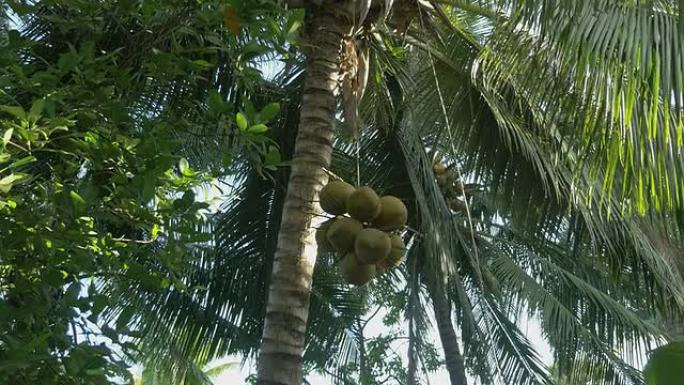 一堆椰子从棕榈树上带走
