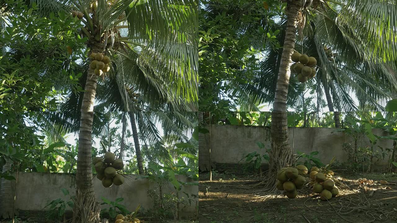 一堆椰子从棕榈树上带走