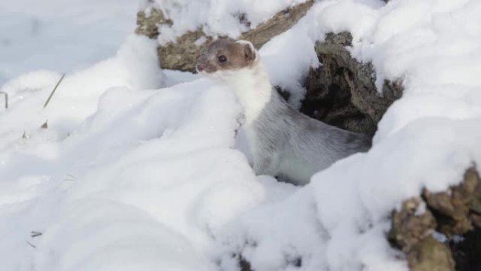 冬天的Stoat雪貂探出头窥探