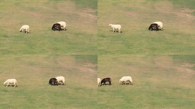 三只羊吃草。