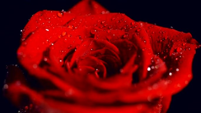 Macro用水滴拍摄红玫瑰。