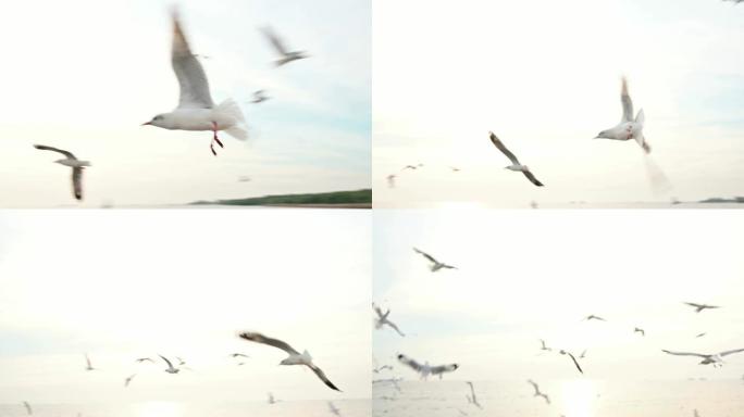 海鸥在日落背景下非常靠近相机飞行的慢动作