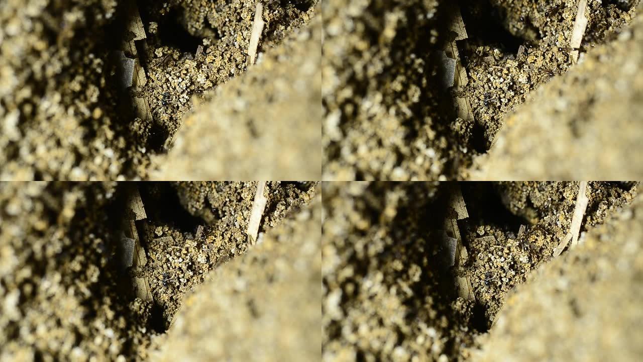 带有球形锥体的蚂蚁山由从地面挖掘的土壤和沙子组成
