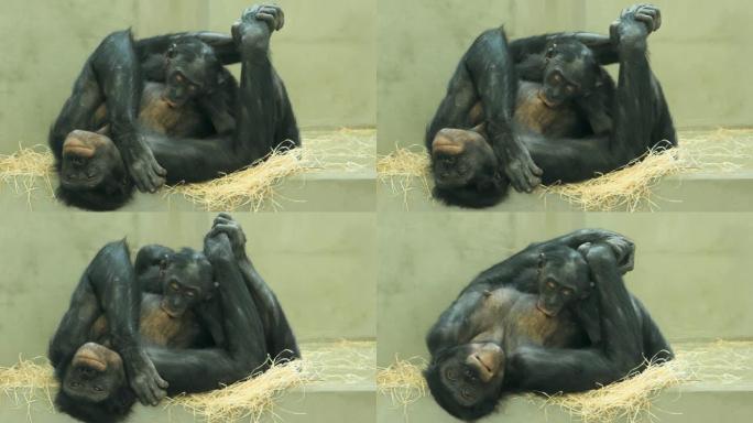一只bo黑猩猩躺在婴儿的喂养下