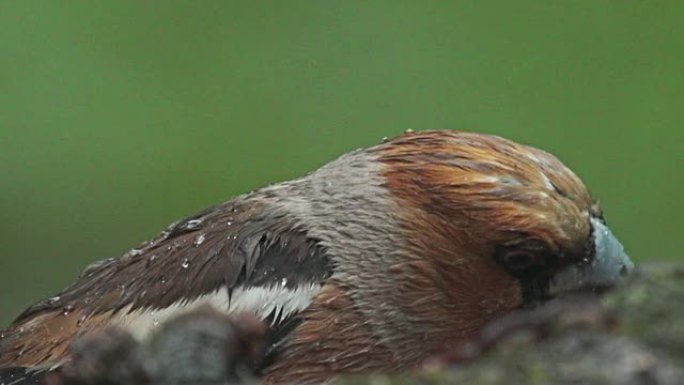 山楂在森林夏雨下吃种子，Coccothraustes coccothraustes