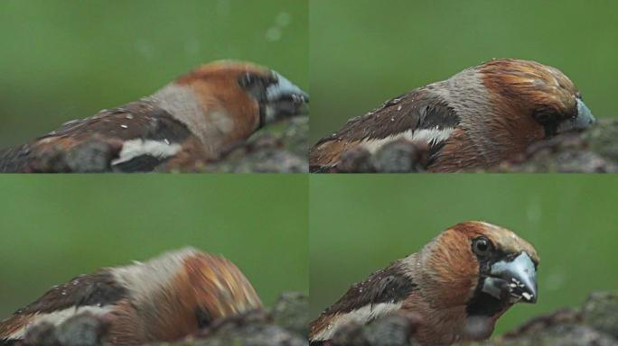 山楂在森林夏雨下吃种子，Coccothraustes coccothraustes