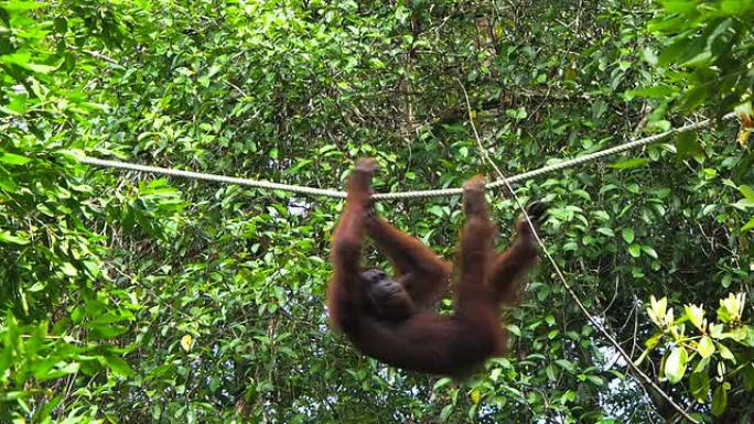 野生婆罗洲猩猩在东马砂拉越的森林中摇摆