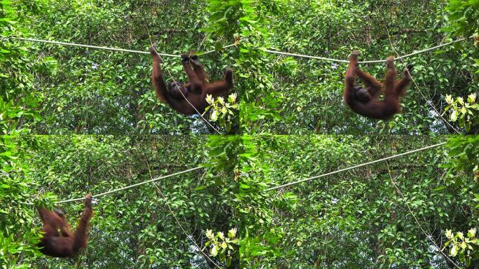 野生婆罗洲猩猩在东马砂拉越的森林中摇摆