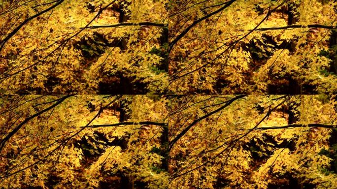 日本枫树在秋天变黄。摄像机平移。