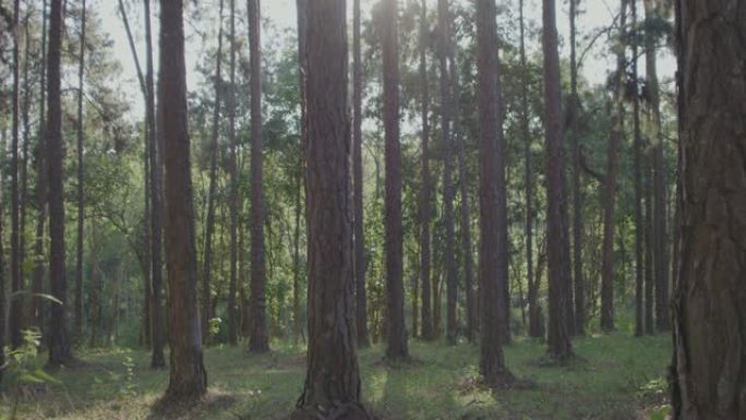 4k slo mo，多莉在松树森林中拍摄