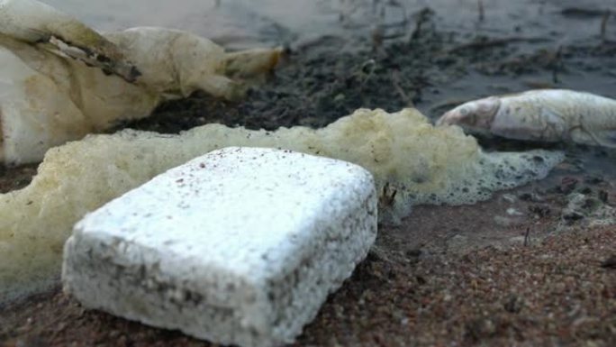 海边死鱼的特写，污染的全球环境问题4k