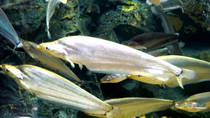 Sheatfish，Siluridae鱼