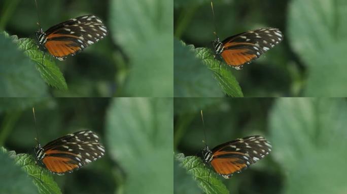 橙色、白色和黑色蝴蝶打开和关闭翅膀