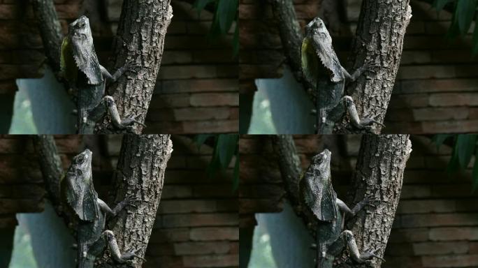 衣原体龙，树上的褶边颈蜥-衣原体龙kingii