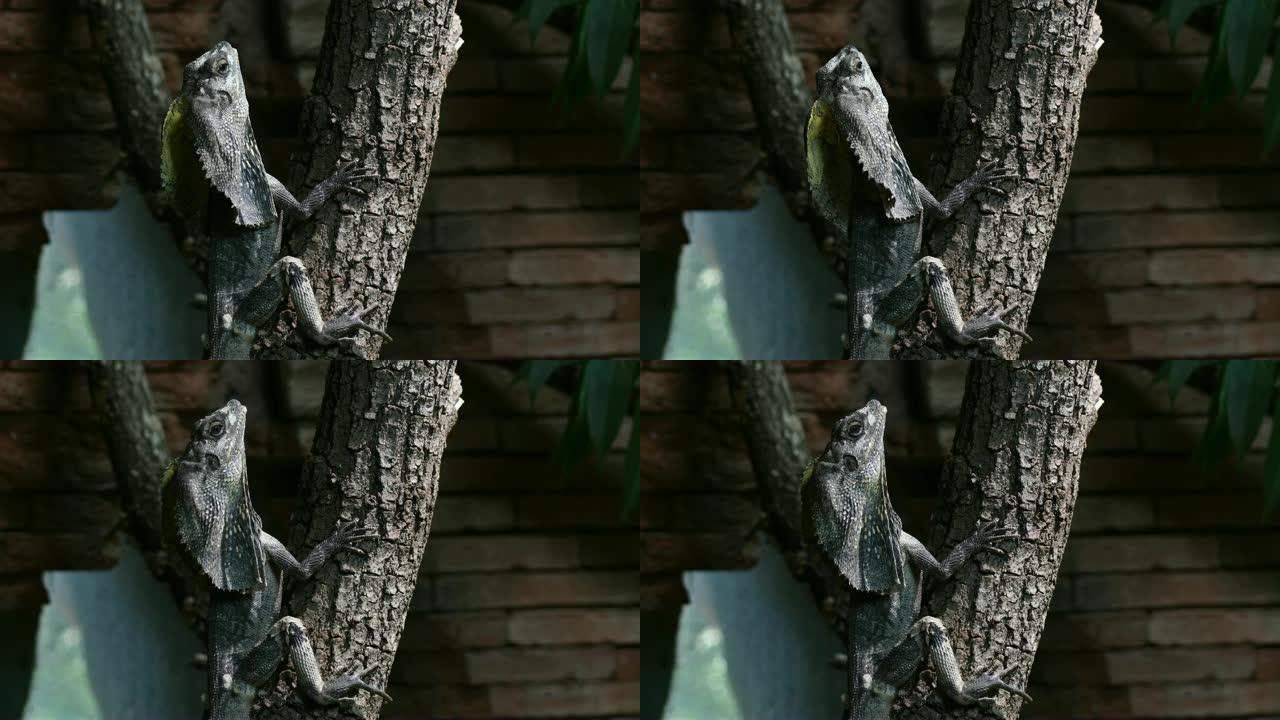 衣原体龙，树上的褶边颈蜥-衣原体龙kingii