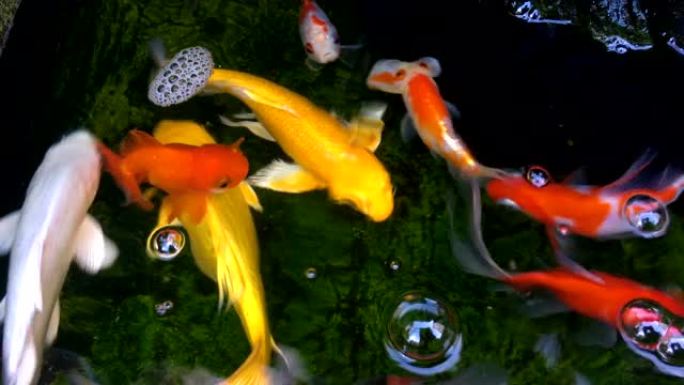 锦鲤鱼的俯视图，花式鲤鱼在池塘里游泳