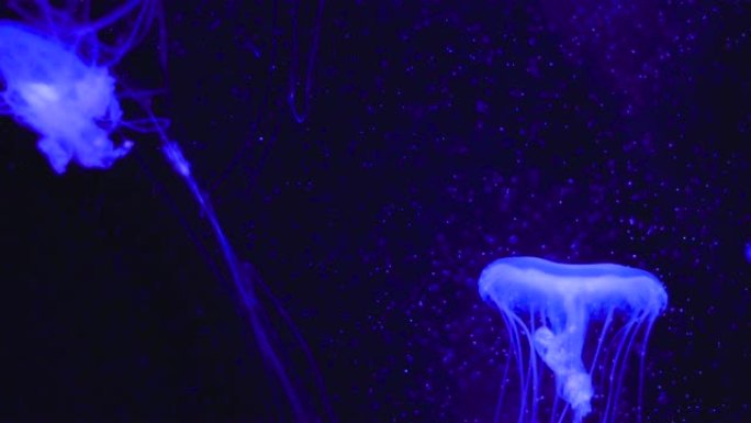 Burapha大学海洋科学研究所用霓虹灯在水箱中的特写水母。水箱中的海洋生物。