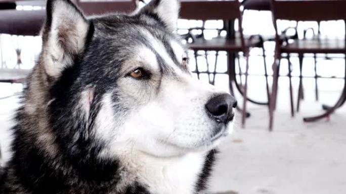 户外犬种阿拉斯加雪橇犬