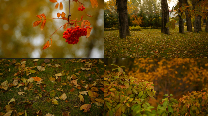 秋天的树 萧瑟的秋