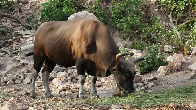 板藤或红牛，雄性在森林中站立并吃草，高清