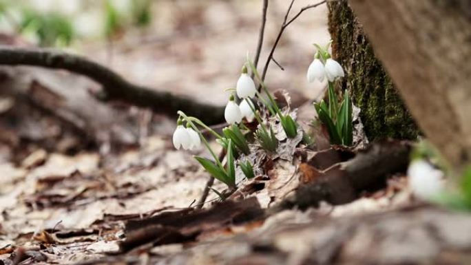在森林背景中被苔藓覆盖的老树附近，白色开花的雪花莲折叠或Galanthus plicatus。风，微