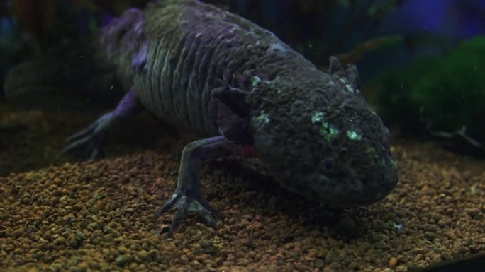 钝口螈，墨西哥蝾螈 (Ambystoma Mexicanum) 或墨西哥步行鱼，水族馆中的成年阶段，