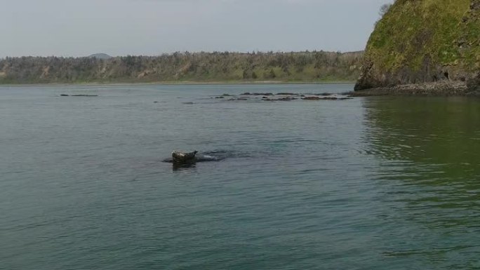斑海豹(千岛群岛)