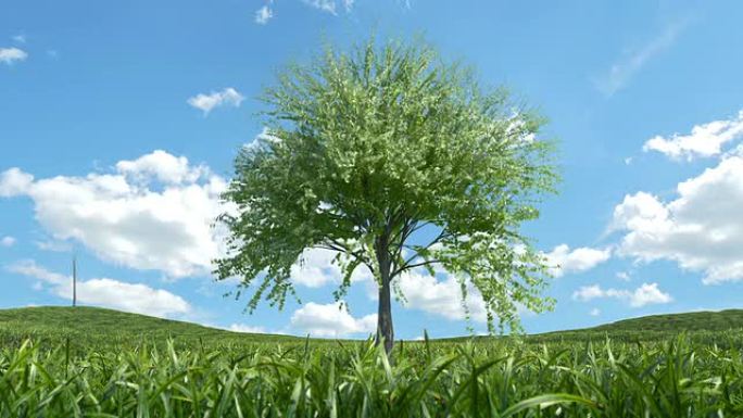 多棵树木生长大树生长万物生长开枝散叶