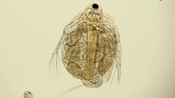 显微镜下的水蚤是一种浮游生物甲壳动物