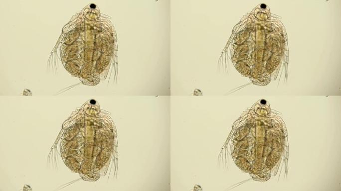 显微镜下的水蚤是一种浮游生物甲壳动物