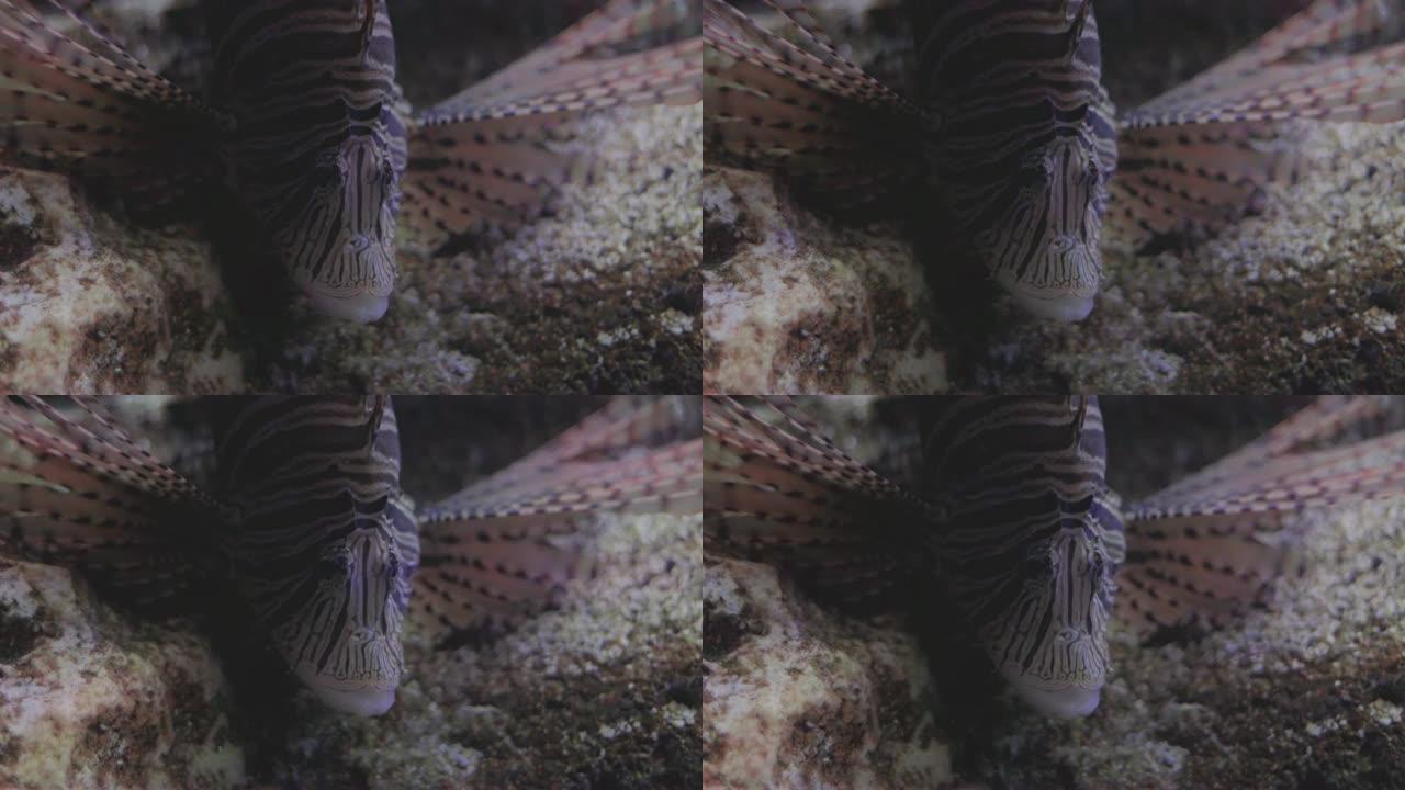 在Burapha大学海洋科学研究所拍摄鱼缸中的狮子鱼的特写镜头。水箱中的海洋生物。