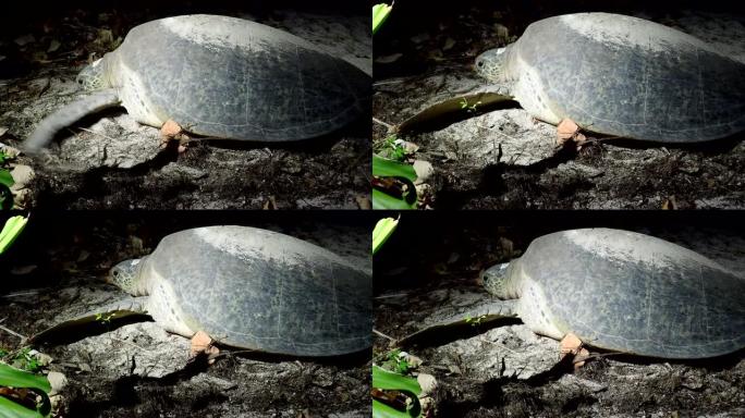 绿海龟挖沙产卵唯美自然美丽风景大气意境