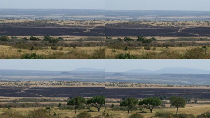 萨凡纳大火，肯尼亚茨沃公园，实时4K