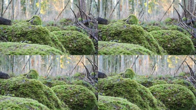 森林中苔藓覆盖的岩层