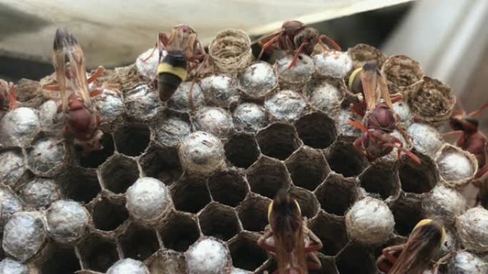 泰国大黄蜂或黄蜂在巢或蜂巢在窗口。黄蜂是既不是蜜蜂也不是蚂蚁的昆虫。