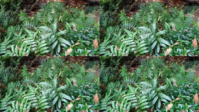 雨林中的蕨类植物