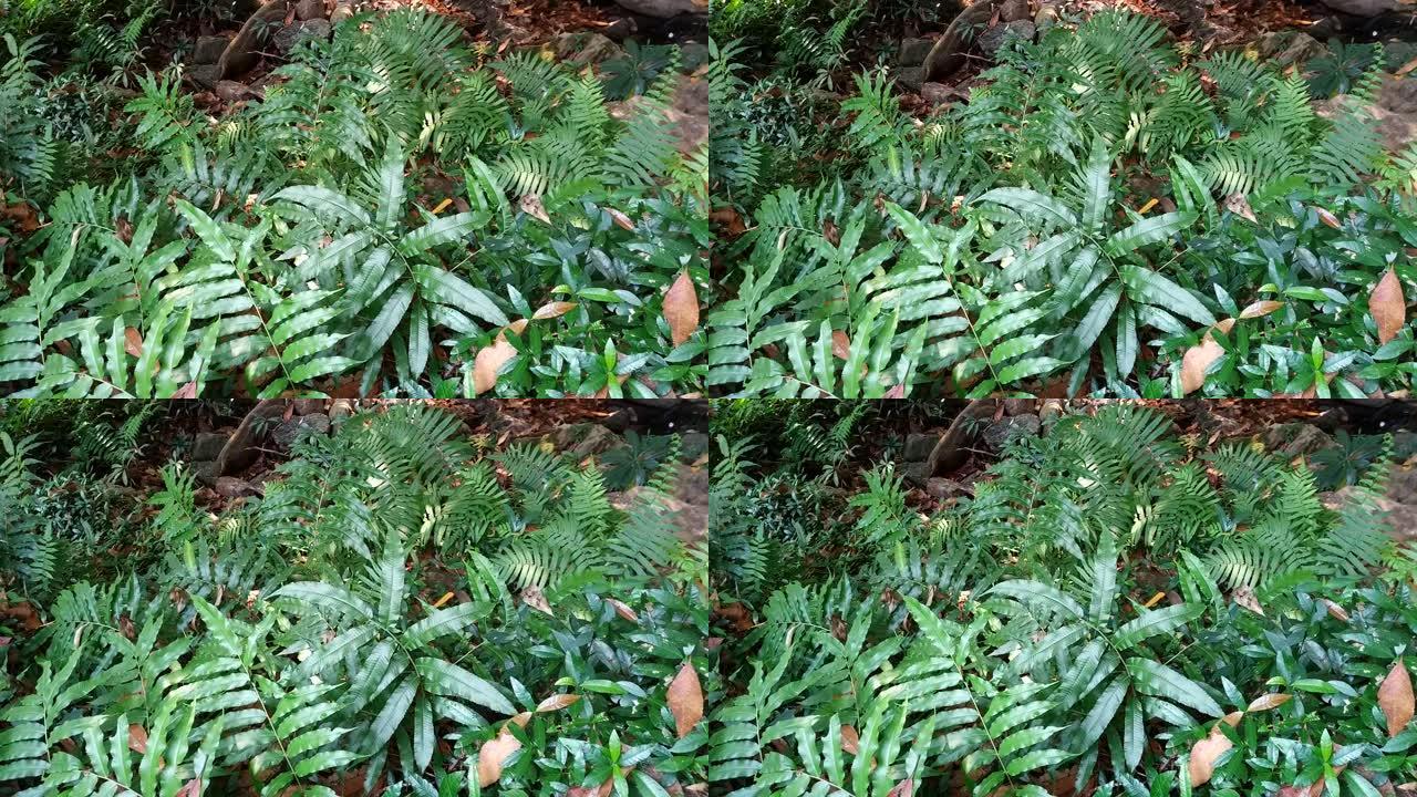雨林中的蕨类植物