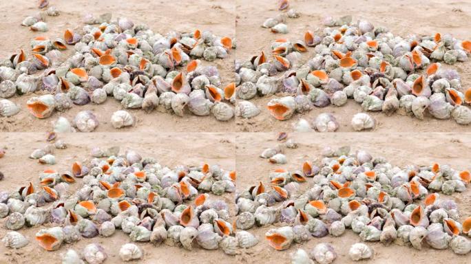 黑海沿岸的沙滩上有许多美丽的拉万贝壳。
