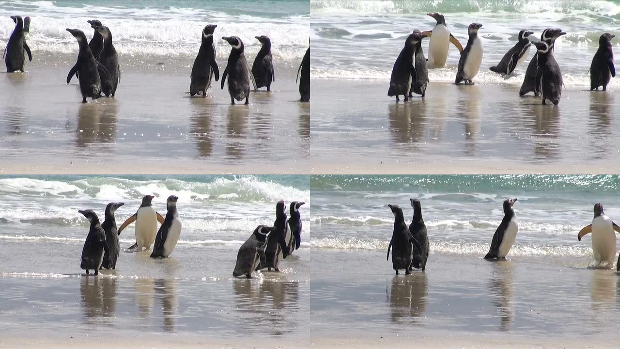 企鹅-麦哲伦和Gentoo
