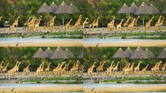 4k组长颈鹿步行回家