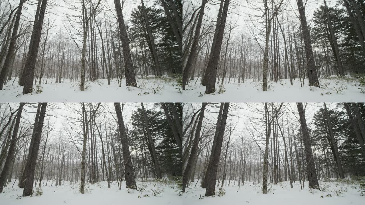 冬天的白雪皑皑的森林