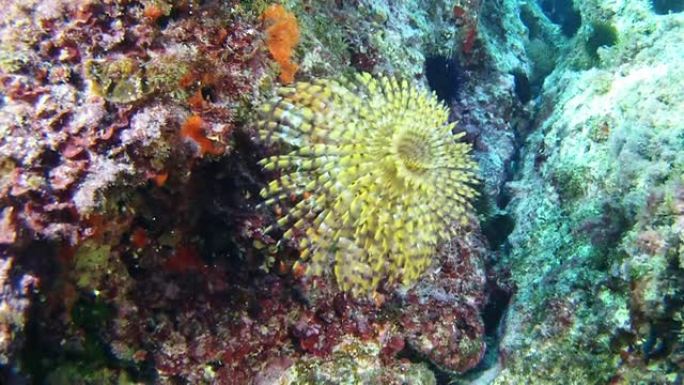 水下场景-彩色礁石中的黄色螺旋图
