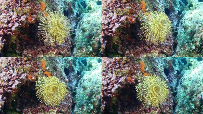 水下场景-彩色礁石中的黄色螺旋图