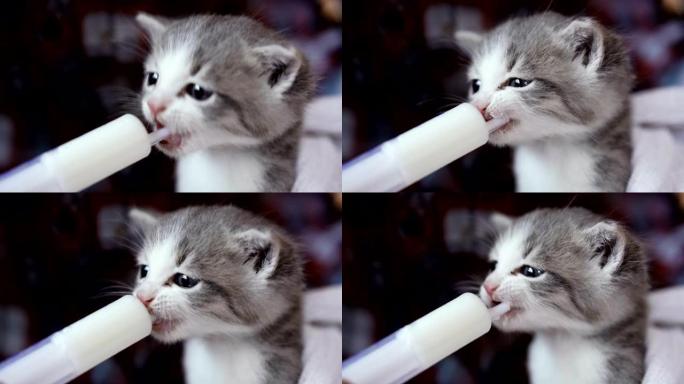 小猫用注射器喂牛奶。4k视频25帧