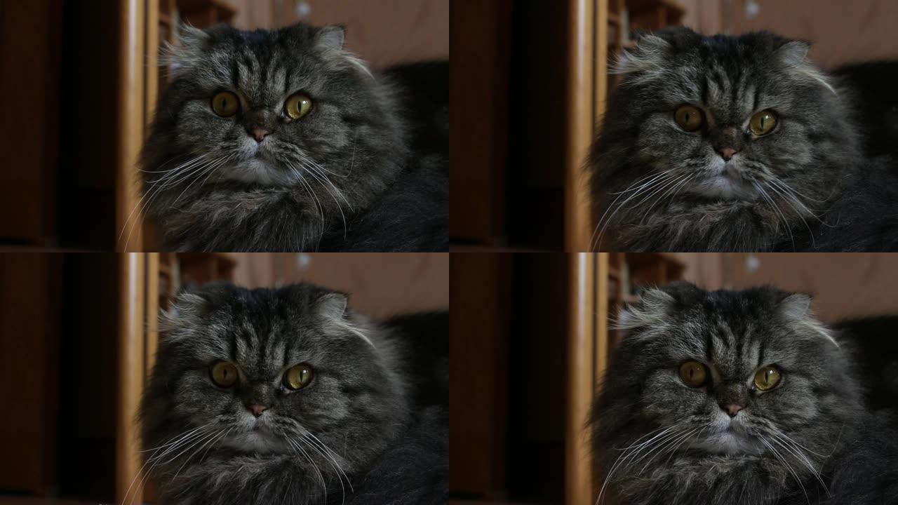 严肃可爱的灰色毛茸茸的苏格兰猫的特写肖像，橙色的眼睛看着镜头，看着远处