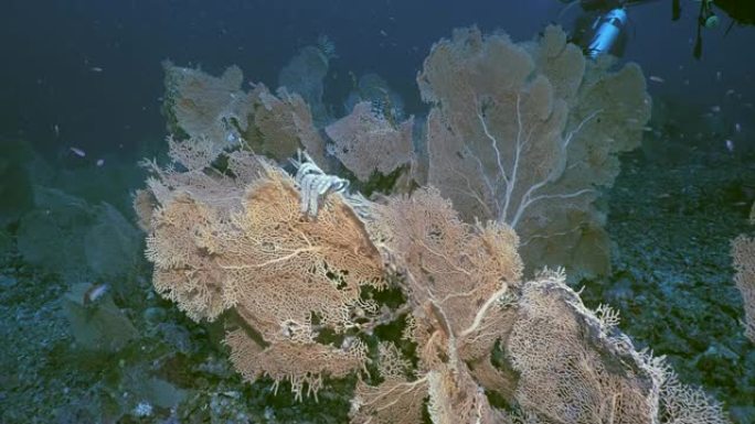 印度尼西亚戈尔贡珊瑚的水下福雷斯特