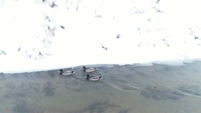冬天在河上鸭子。鸟瞰图