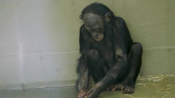 年轻的bo黑猩猩用水