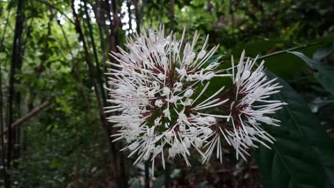 Ixora cibdela Craib，森林中的野花