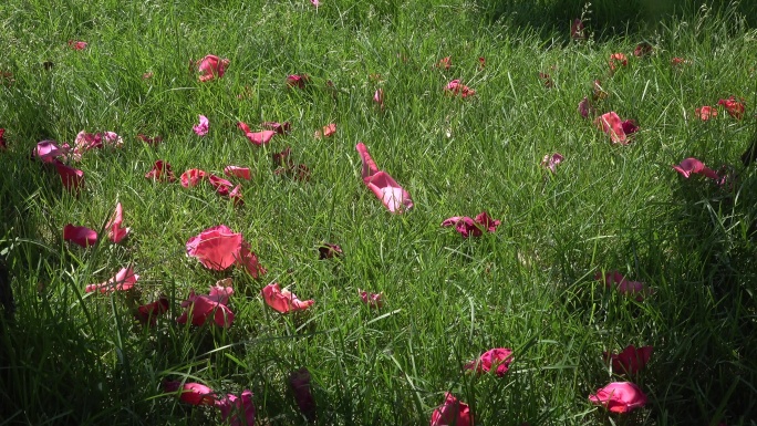 绿色草坪中月季花瓣掉落